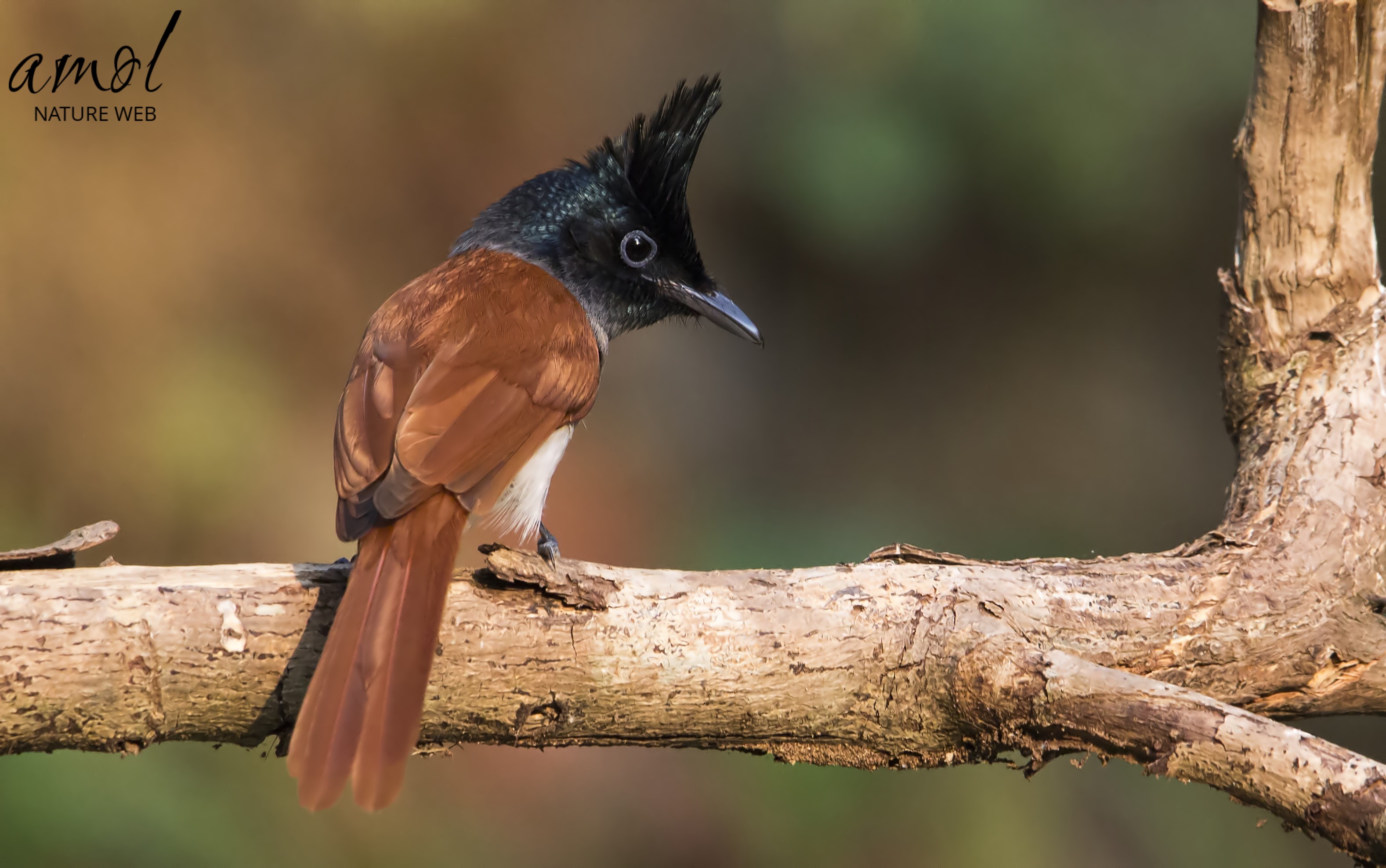 Asian Paradise Flycatcher