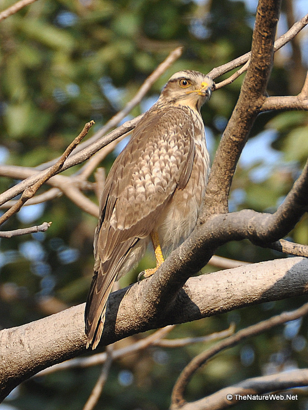 white eyed buzzard