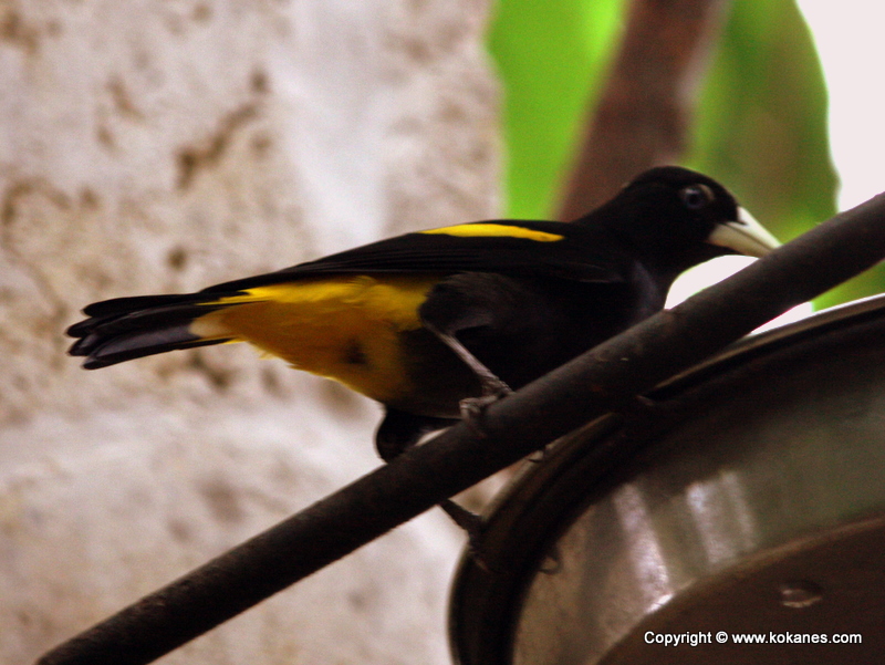 Yellow-rumped Cacique