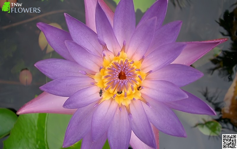 Blue Water Lily