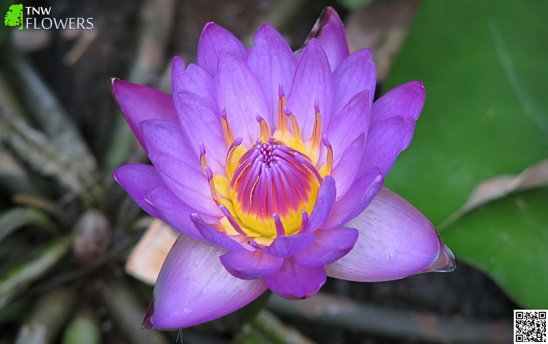 Bengali Flower Names