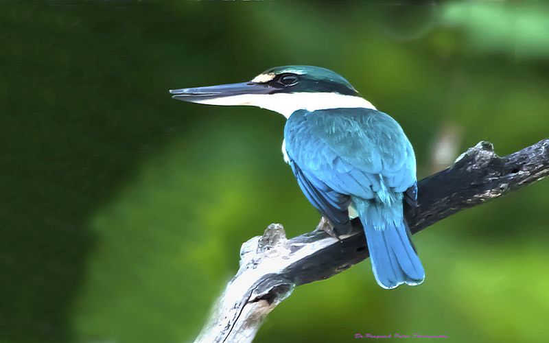 Collared Kingfisher