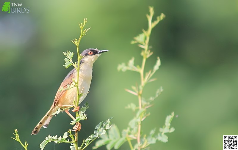 Birds of Indian Subcontinent - Ashy Prinia