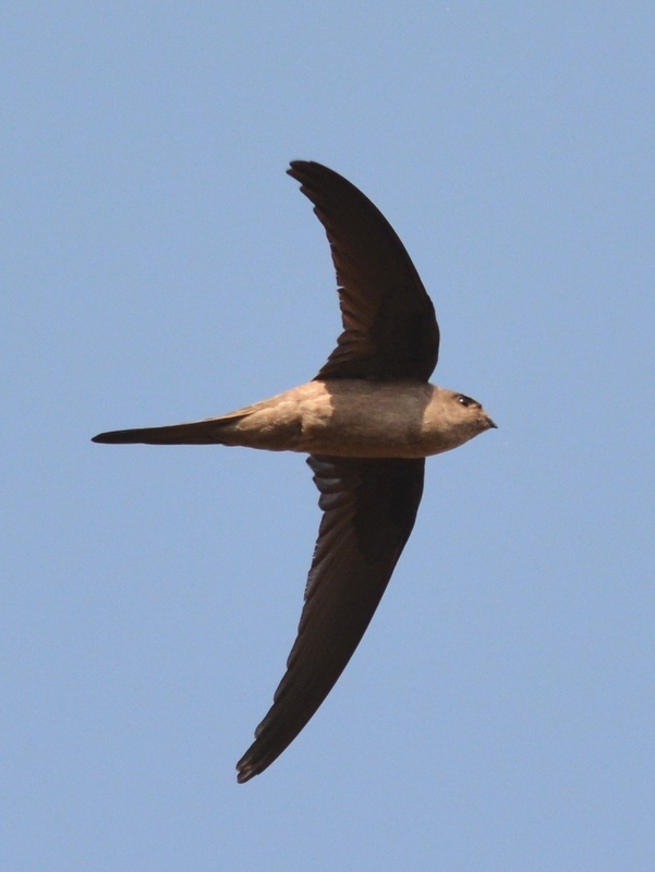 Asian Palm Swift