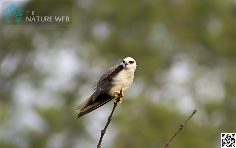 Black-winged Kite