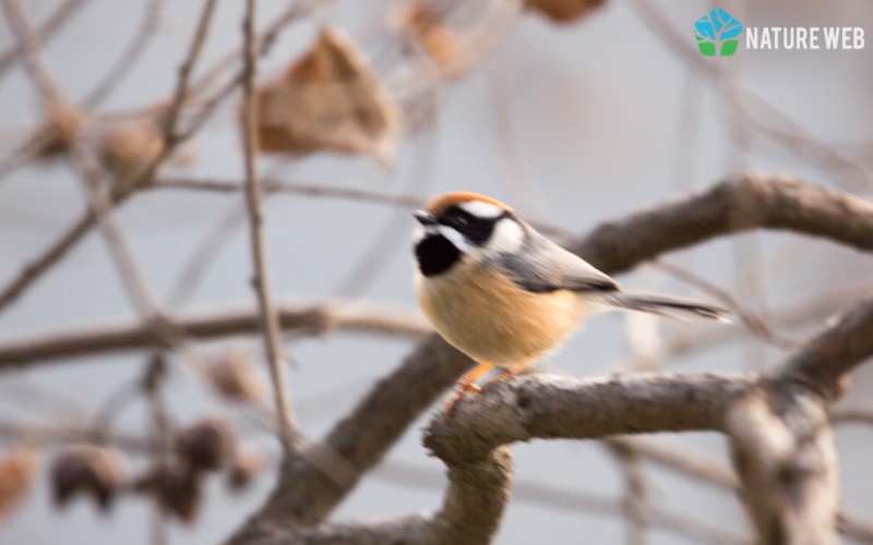 Birds of Indian Subcontinent - Black-throated Bushtit