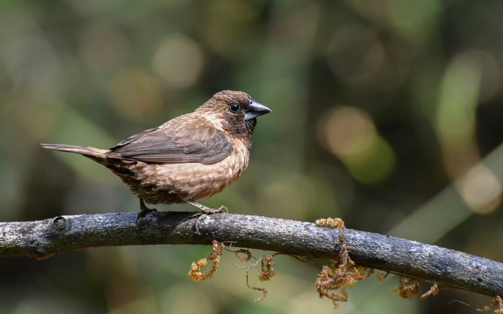 Black-throated Munia