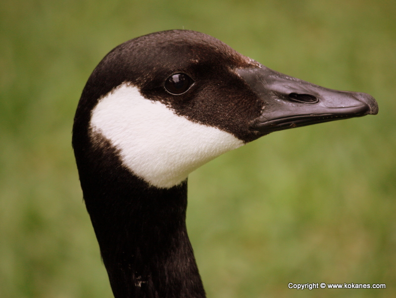 Chinese Goose