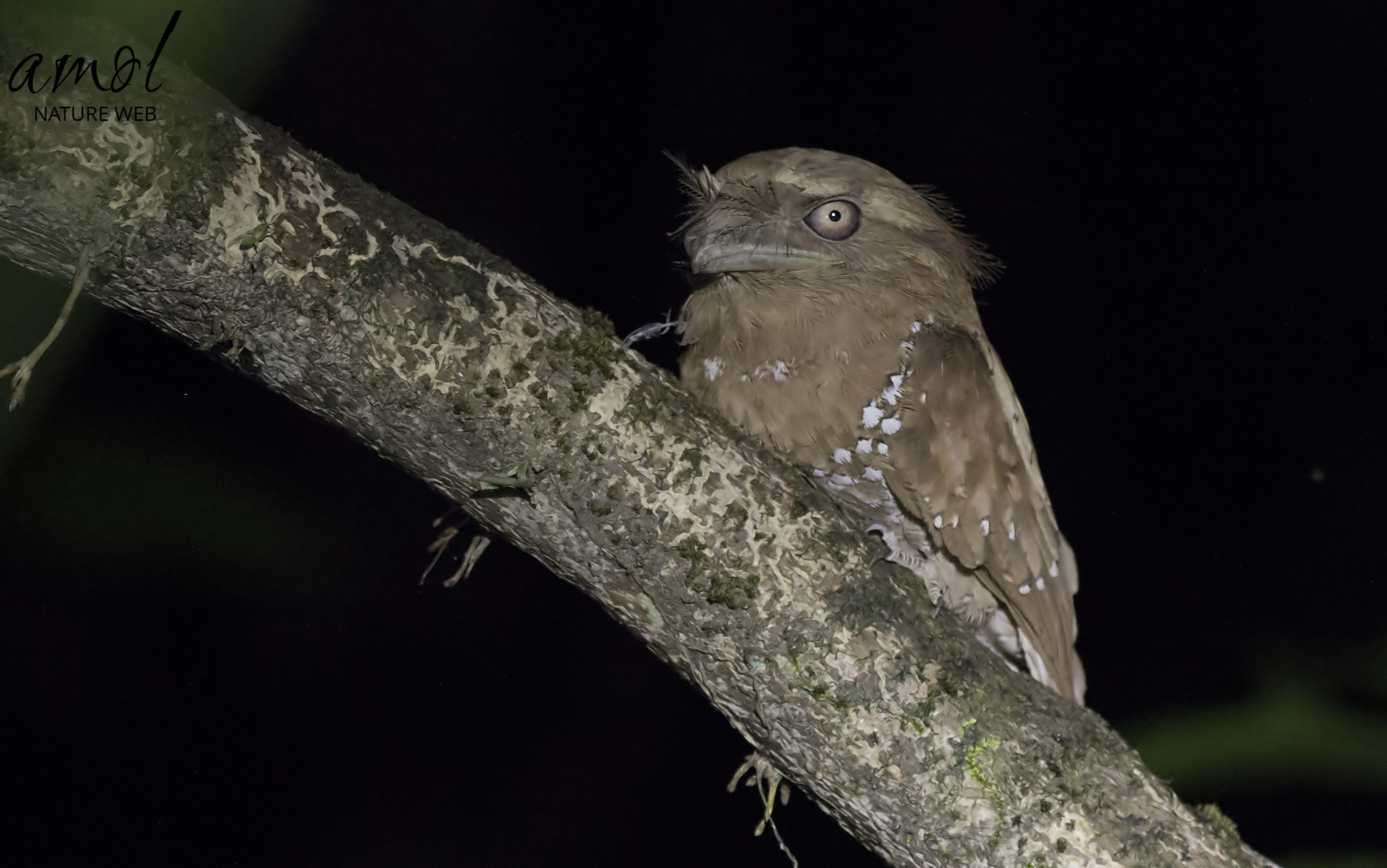 Ceylon Frogmouth