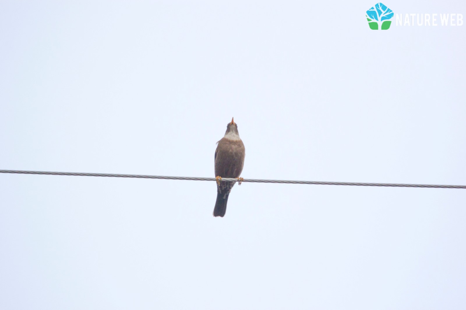 Birds of Indian Subcontinent - Chestnut Thrush