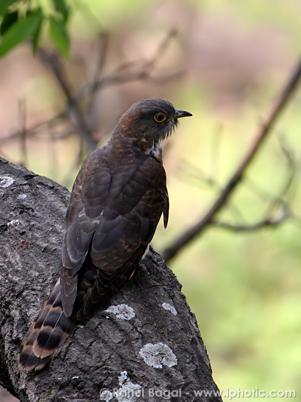 Birds of Indian Subcontinent - Common Hawk-cuckoo