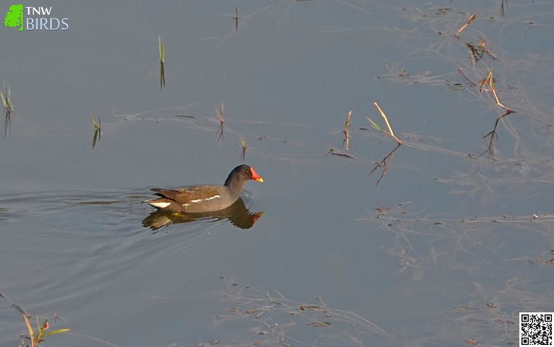 Andaman Crake