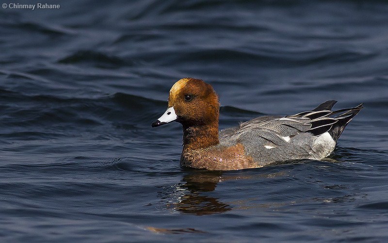 Eurasian Wigeon