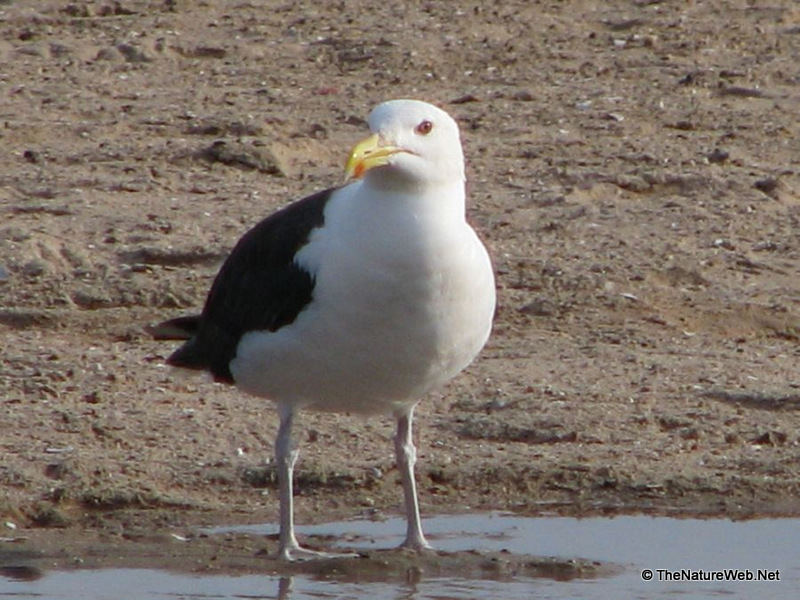 Kelp Gull