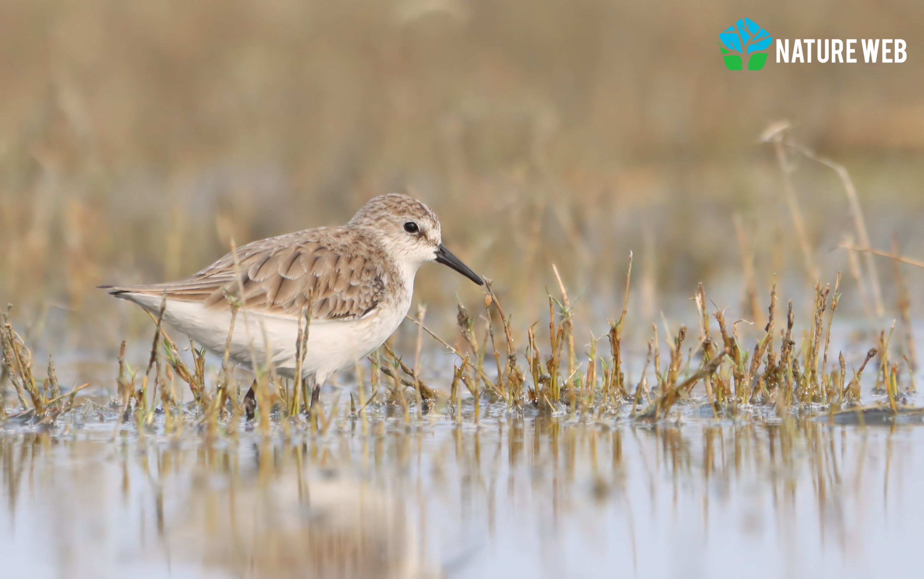 Birds of Indian Subcontinent - Little Stint