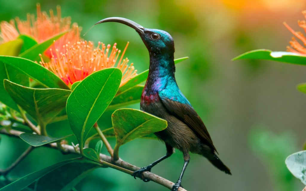 Vigors's Sunbird