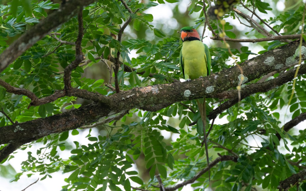 Long-tailed Parakeet