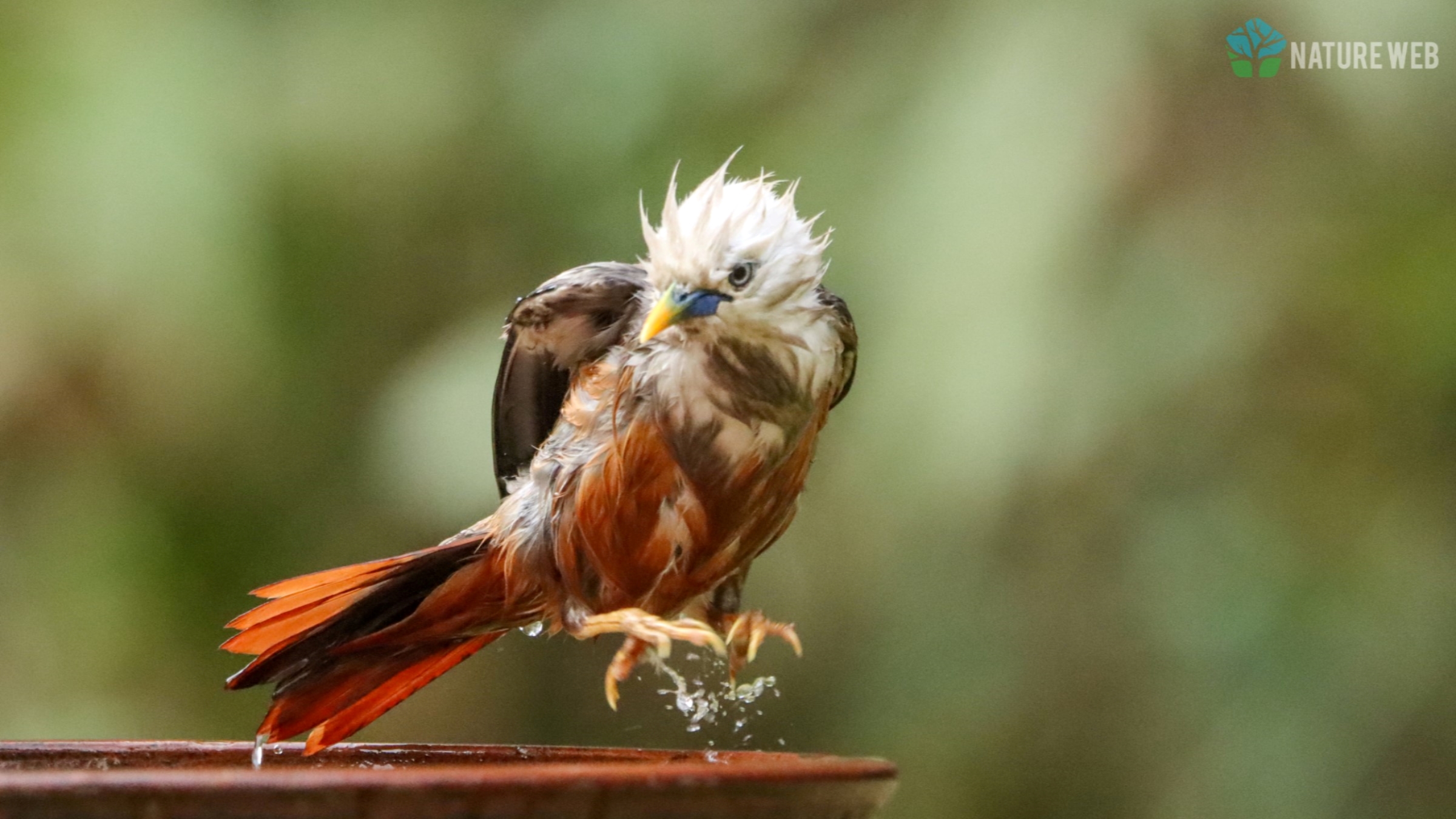 Birds of Indian Subcontinent - Malabar Starling