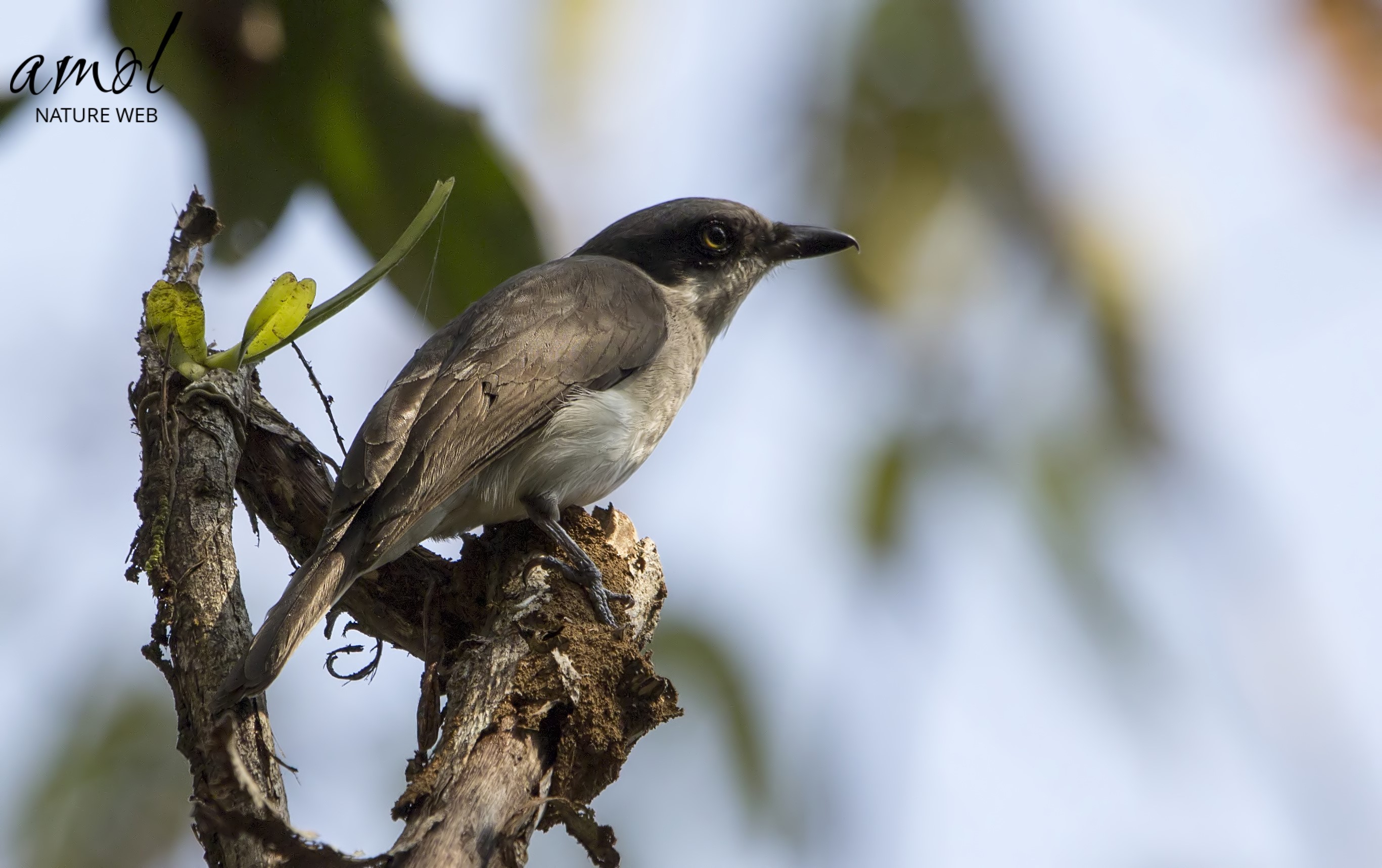 Birds of Indian Subcontinent - Malabar Woodshrike