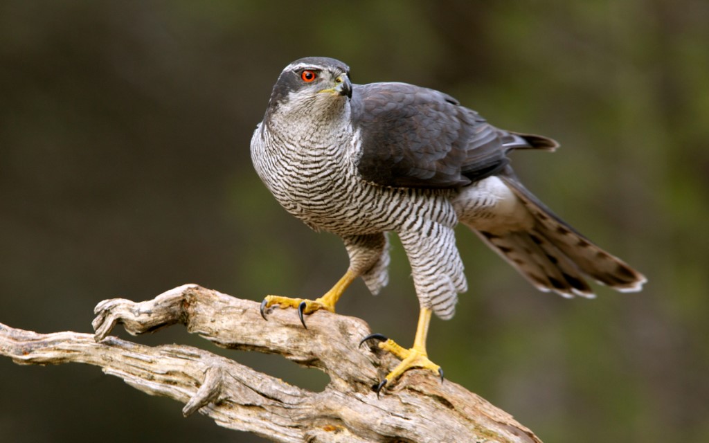 Birds of Indian Subcontinent - Northern Goshawk