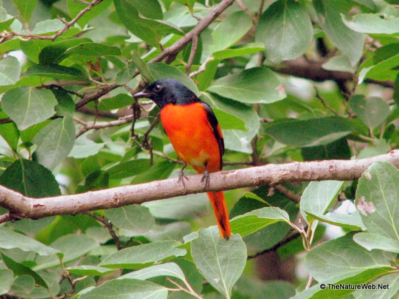 Orange Minivet