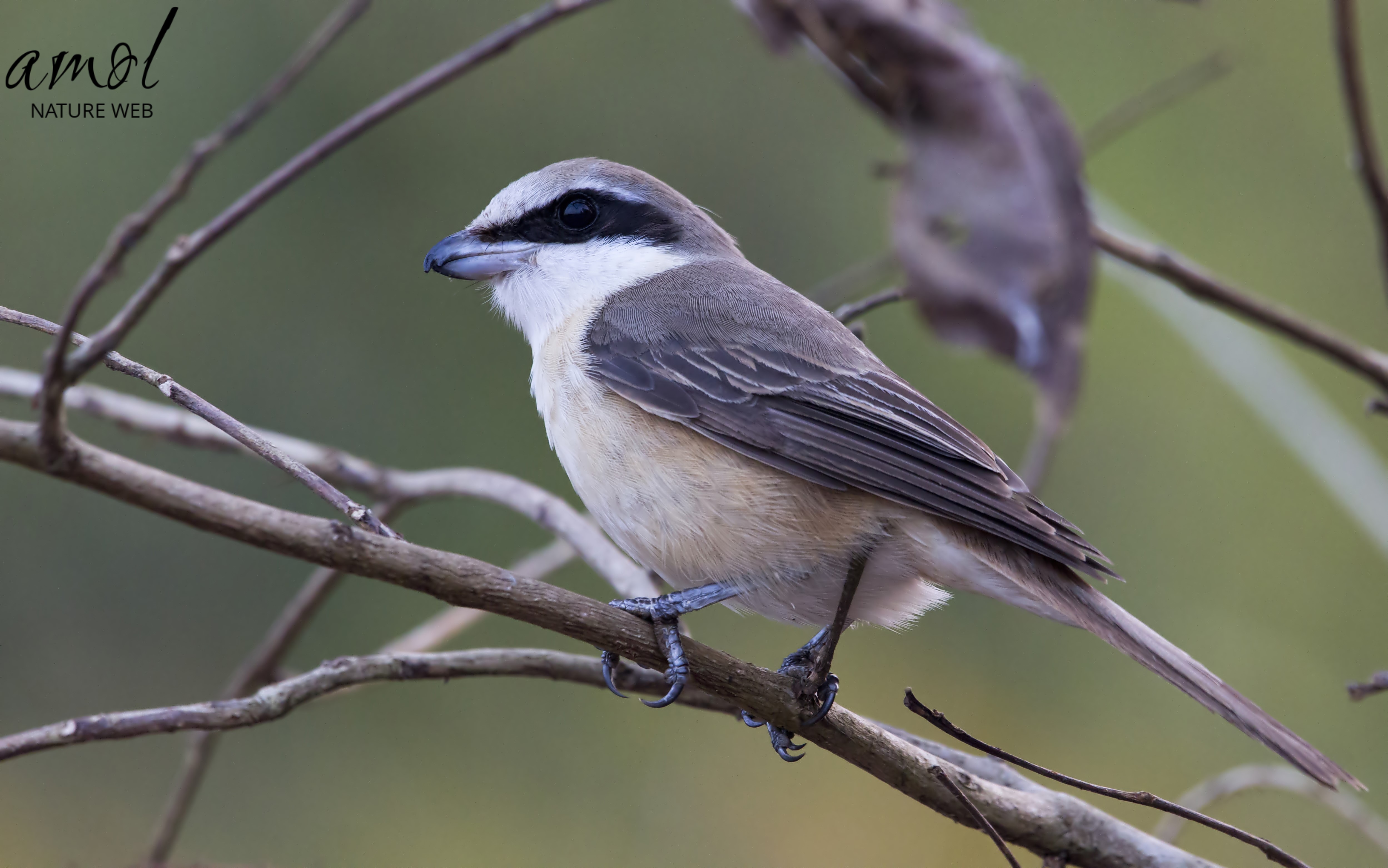 Philippine Shrike