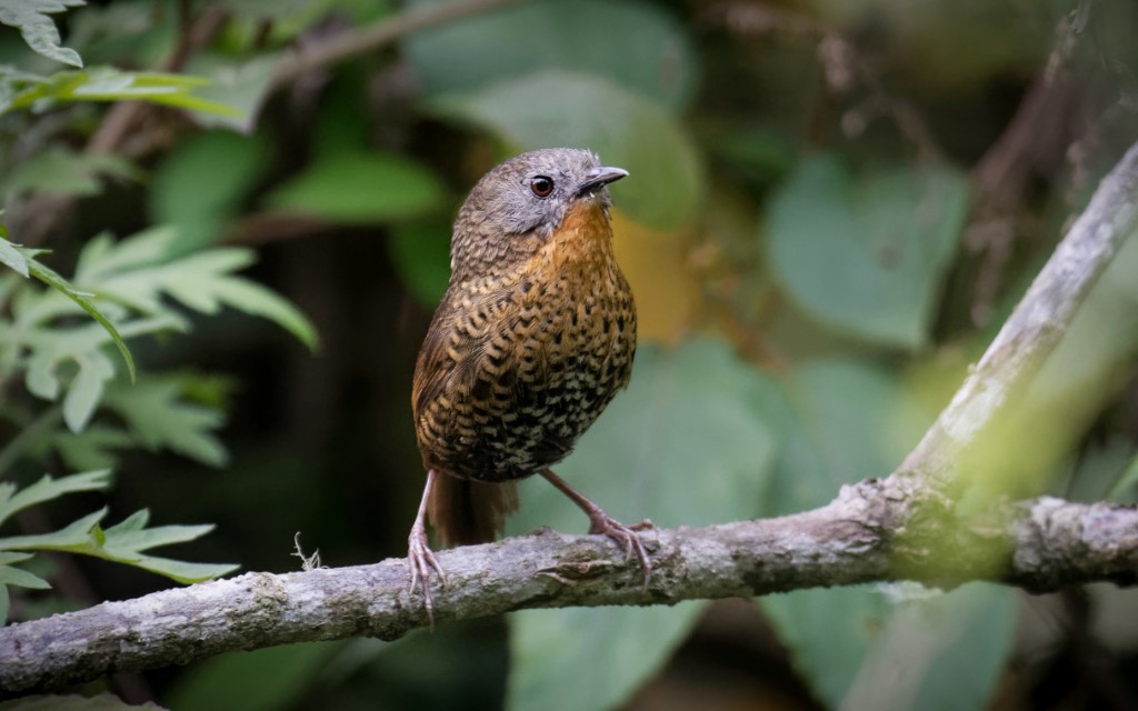 Rufous-throated Wren-babbler