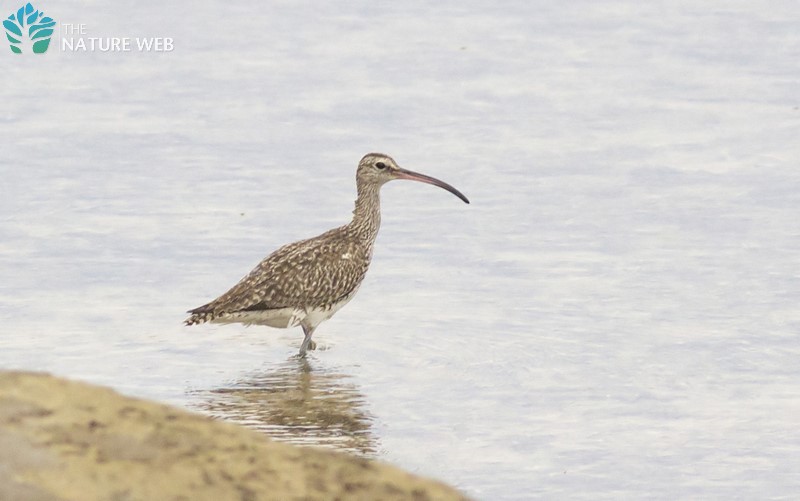 Birds of Indian Subcontinent - Whimbrel