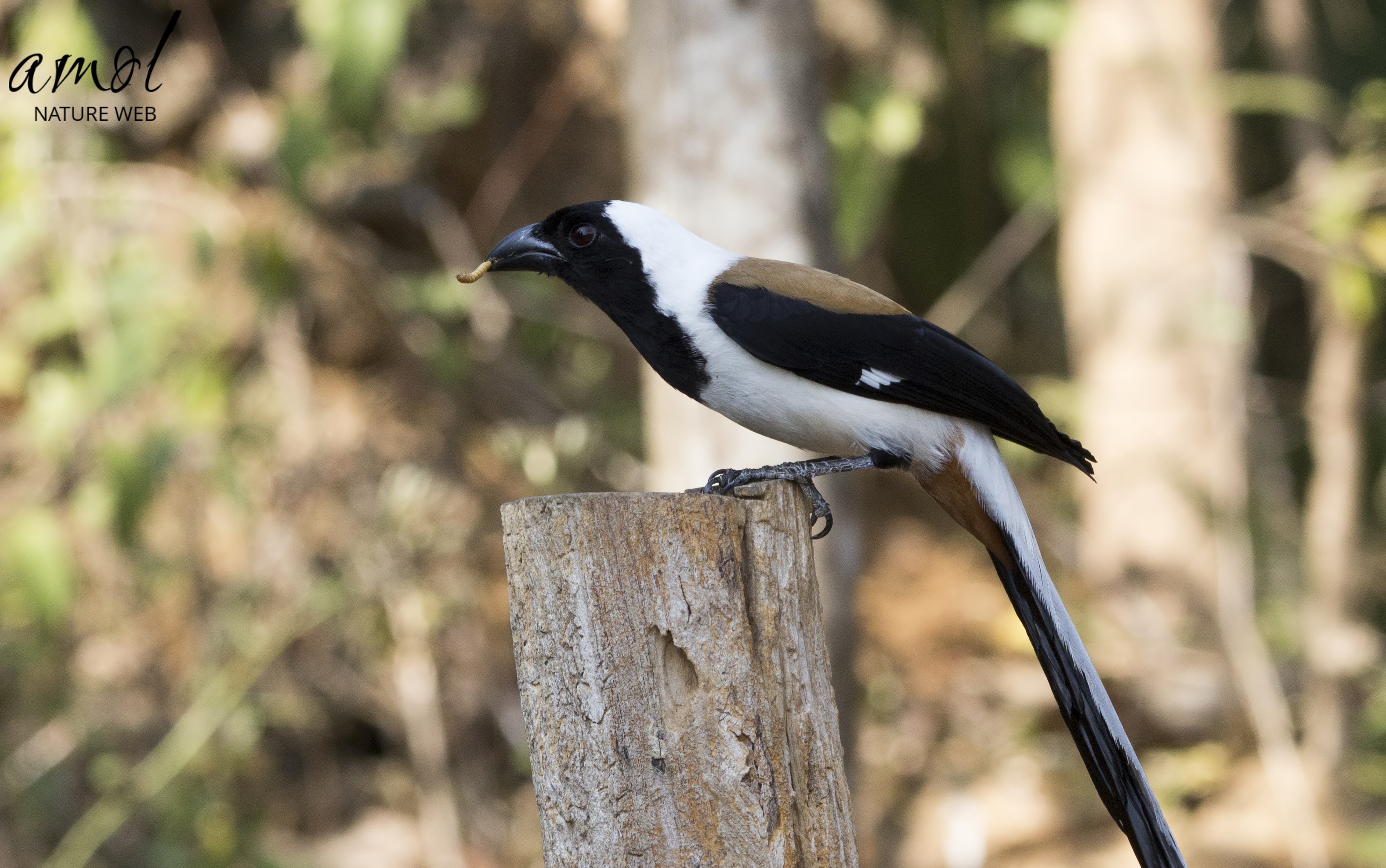 Birds of Indian Subcontinent - Crows, Treepies