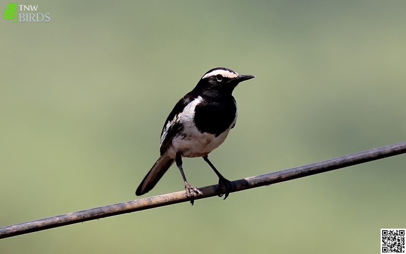 White-browed Wagtail