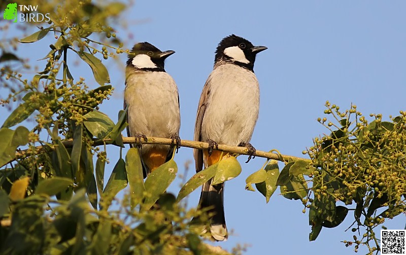 White-eared Bulbul