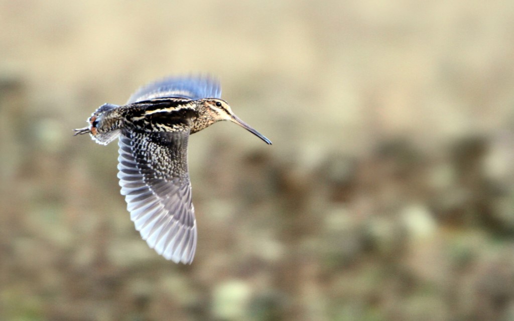 Birds of Indian Subcontinent - Wood Snipe