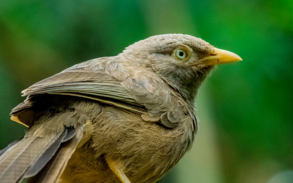 Yellow-billed Babbler