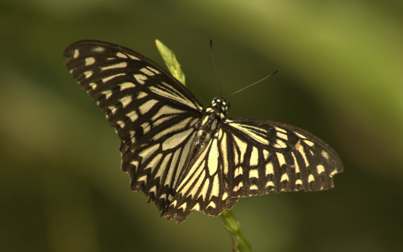 Sahyadri Birdwing