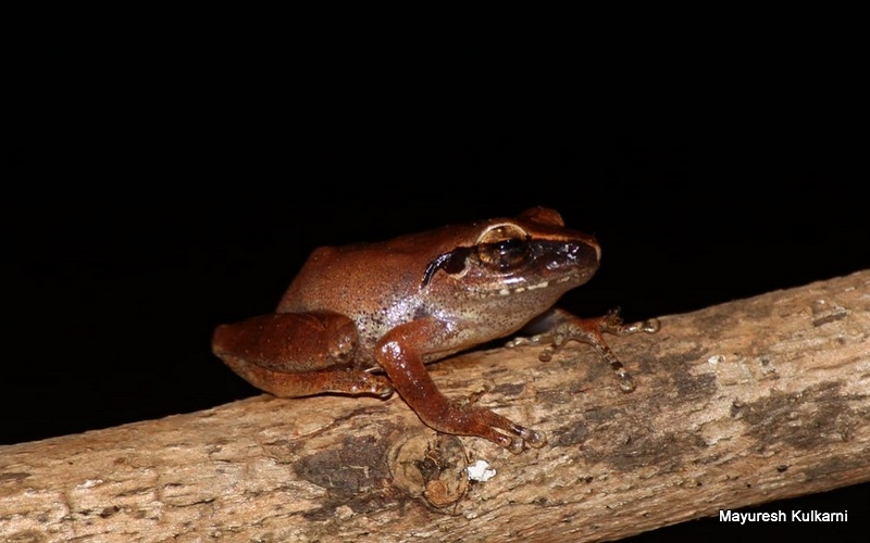 Amboli Bush Frog