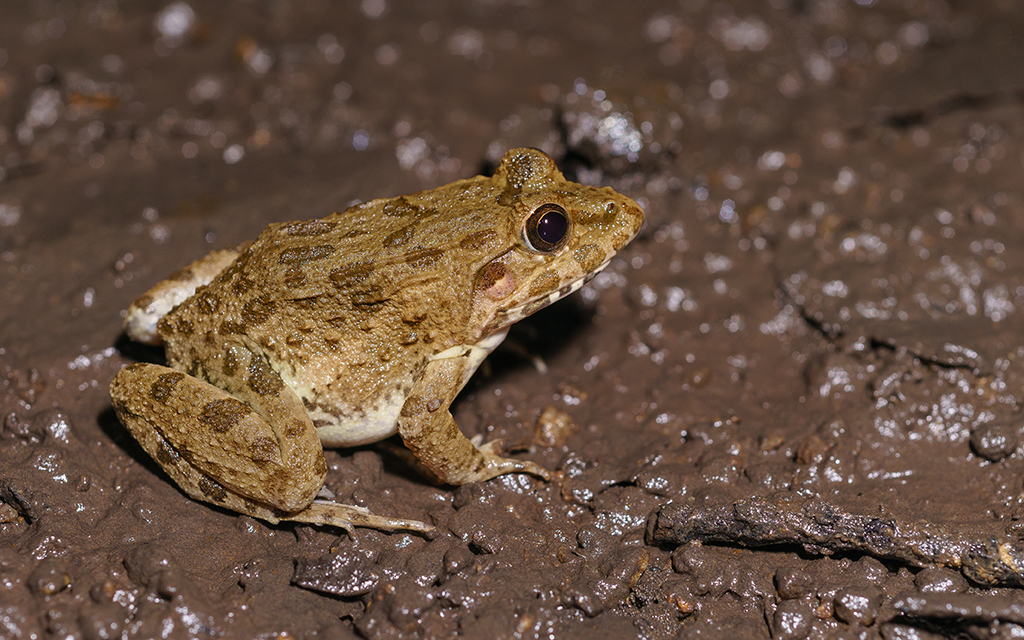 Nepal Wart Frog