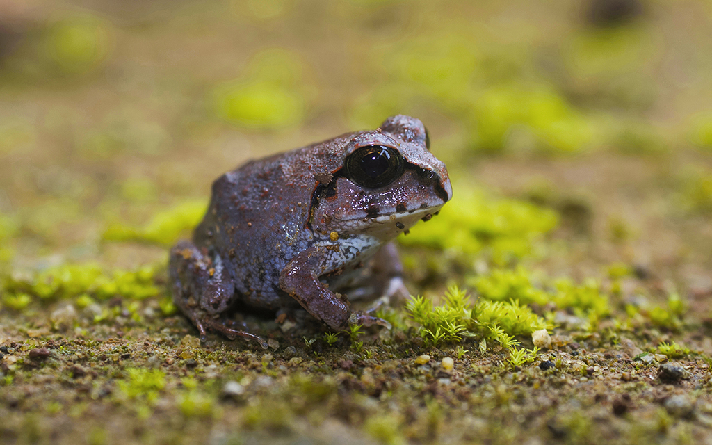 Nepal Wart Frog