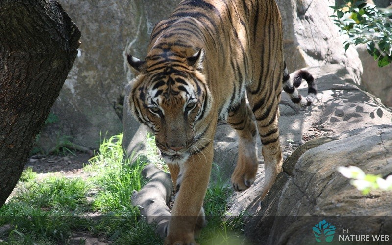 Bengal Tiger