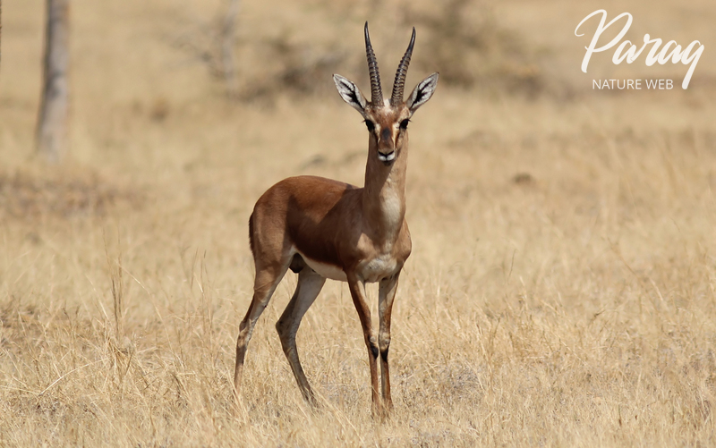 Hindi Mammal Names