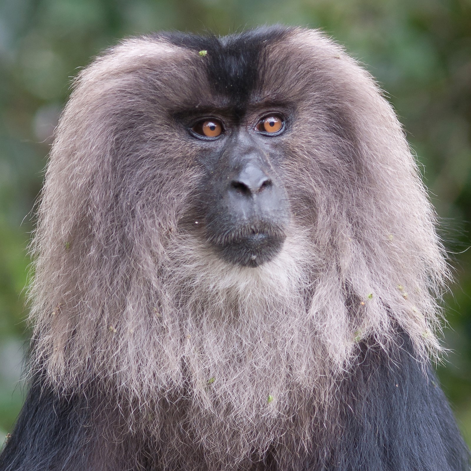 Lion-tailed Macaque