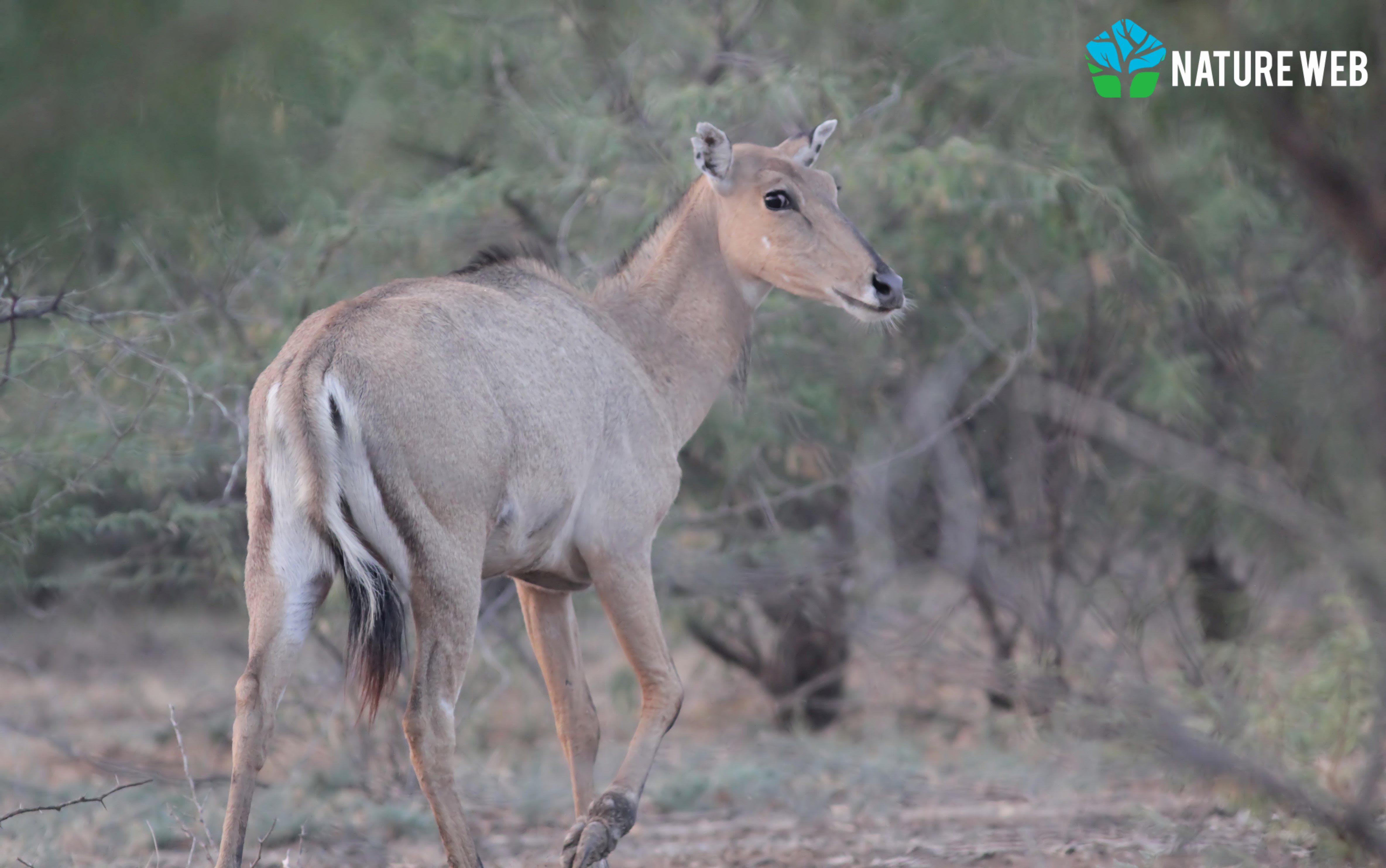 Hindi Mammal Names